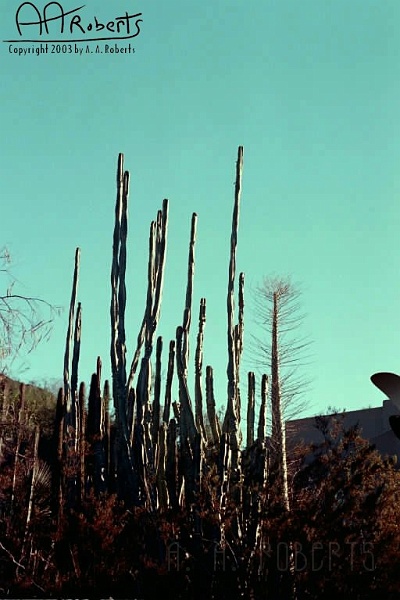 Spindily Cactus.jpg - Tall spindily cactus.